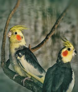 Close-up of parrot perching on branch