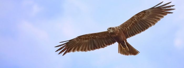 Low angle view of bird flying against sky