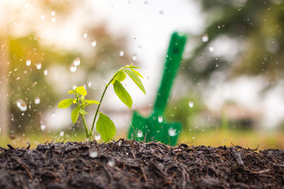 Close-up of plant growing on field