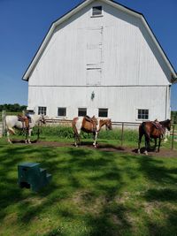 View of horse in stable