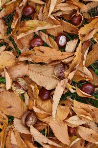 Full frame shot of autumn leaves