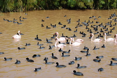 Flock of crowd in water