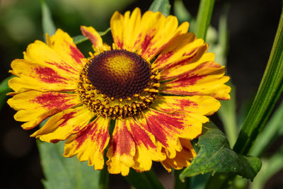 Close-up of helens flower, helenium