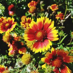 Close-up of flowers blooming outdoors