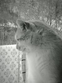 Cat looking away