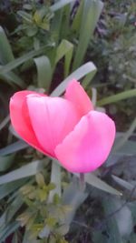 Close-up of pink flowers