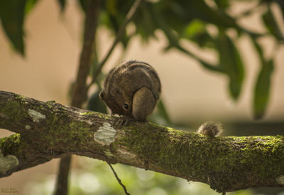 Close-up of lizard on tree branch