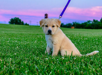 Dog on grass