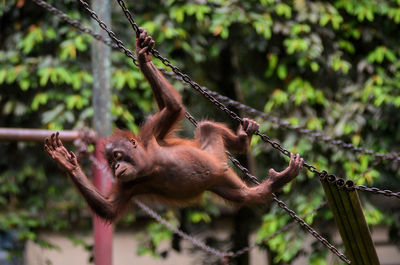 Close-up of monkey hanging on tree