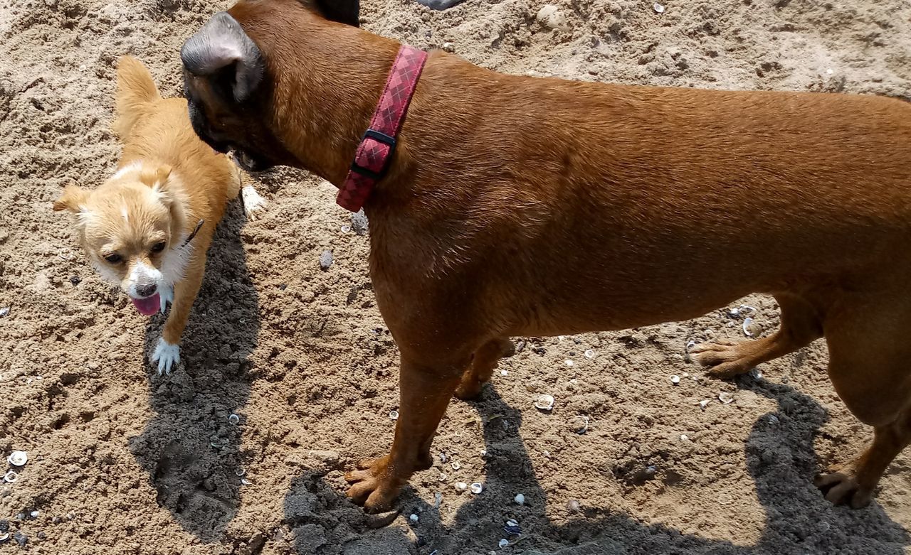 HIGH ANGLE VIEW OF A DOG ON FIELD