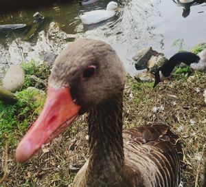 Close-up of swan on lake
