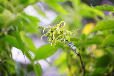 Close-up of flowering plant