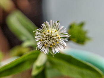 Close-up of white flowering plant