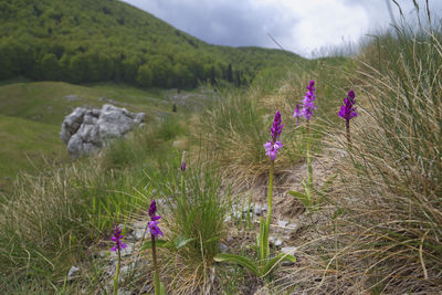 Purple flowering plants on field against sky