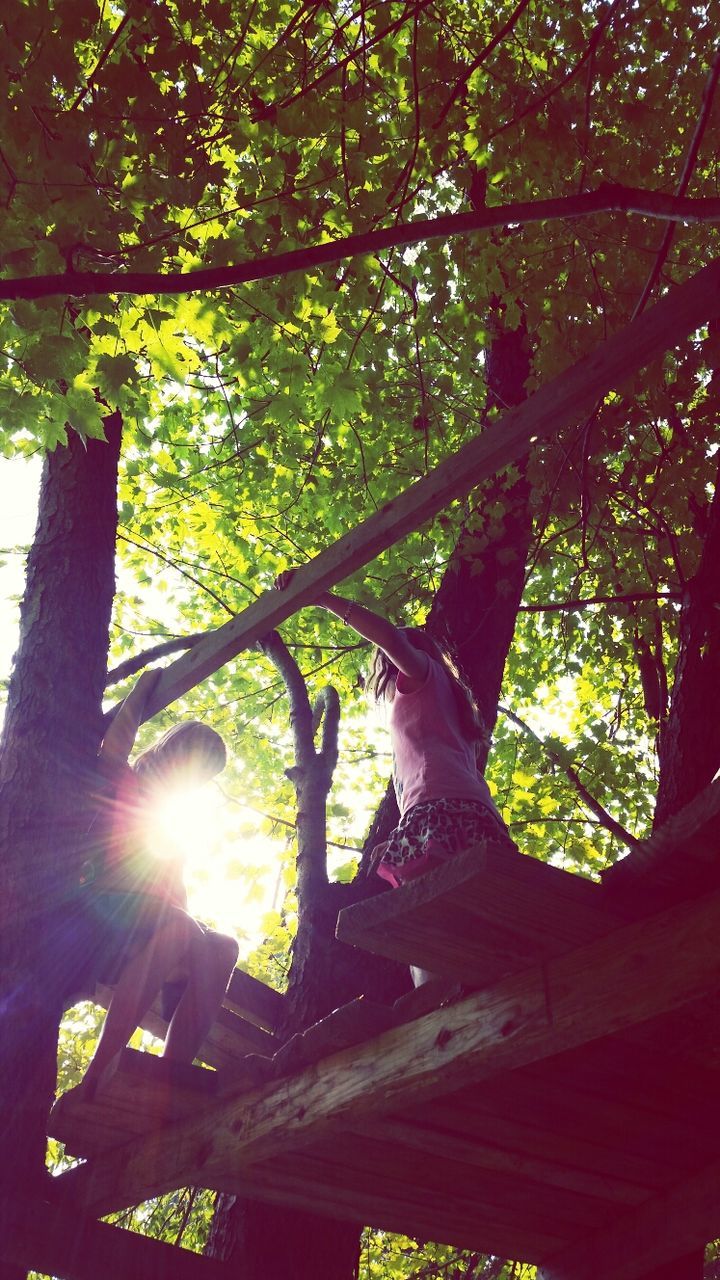 LOW ANGLE VIEW OF TREES AGAINST SUN