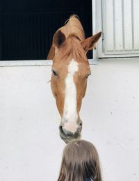 Rear view of girl standing by horse in stable