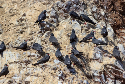 High angle view of pigeons feeding