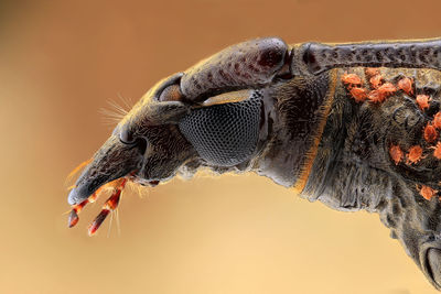 Close-up of crab