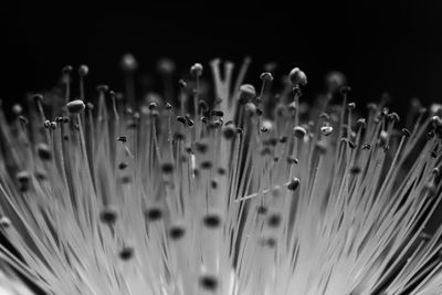 Close-up of wet dandelion against black background