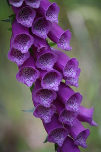 Close-up of purple flowers