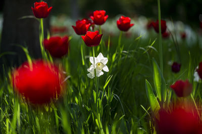 Close-up of red poppy flowers in field