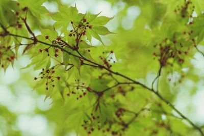 Close-up of leaves on tree