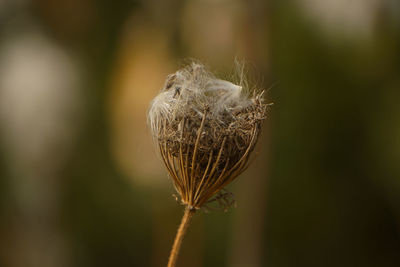 Close-up of wilted plant