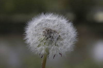 Close-up of dandelion flower