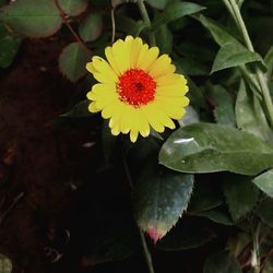 Close-up of yellow flower blooming outdoors