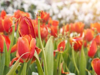 Close-up of red tulips on field