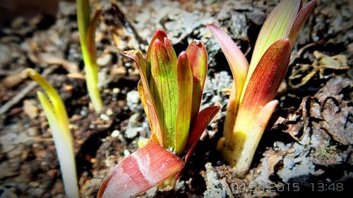 Close up of plant