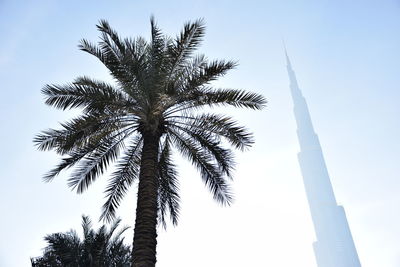 Low angle view of palm tree against clear sky