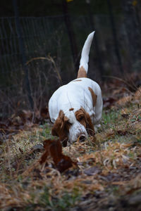 Close-up of a dog on field