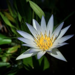 Close-up of white water lily in pond