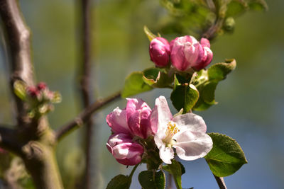 Close-up of pink cherry blossom