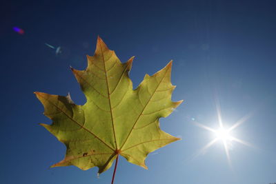 Low angle view of maple leaf against blue sky