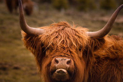 Close-up of a highland cow in a field 