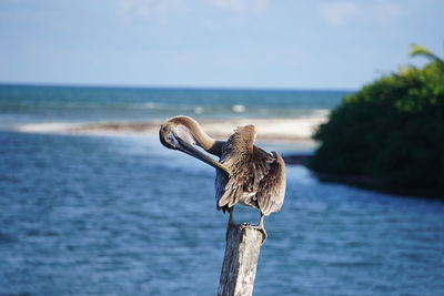 Bird perching on wooden post by sea against sky