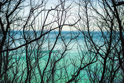 Low angle view of bare trees against blue sky