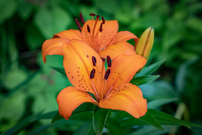 Close-up of orange lily blooming outdoors