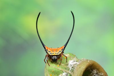 Close-up of insect