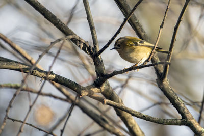 Low angle view of bird perching on tree