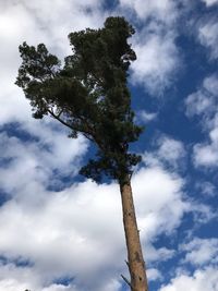 Low angle view of tree against sky