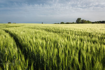 Scenic view of agricultural field against sky