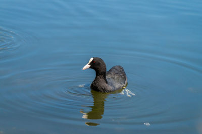 Coot swimming on river