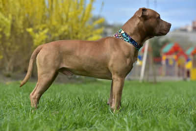 Side view of a dog on field