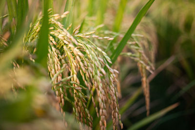 Macro view of raw rice or paddy crop field. organic agriculture for rice in india.