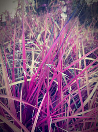 Full frame shot of dry plants