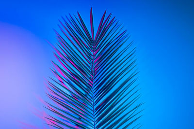 Low angle view of palm tree against blue sky