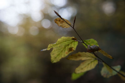 Close-up of leaves on plant